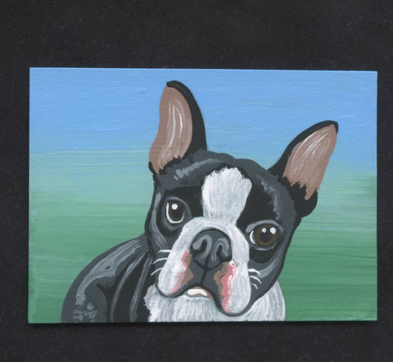 ACEO ATC Original Miniature Painting Boston Terrier Pet Dog Art-Carla Smale