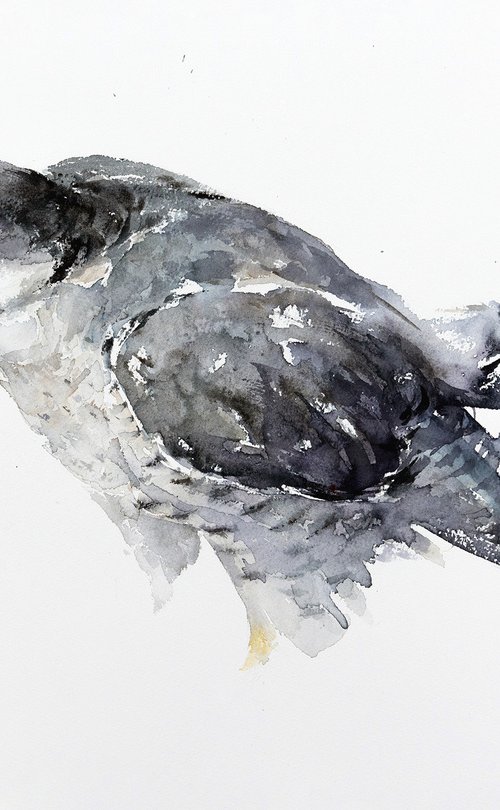 Falcon by Andrzej Rabiega