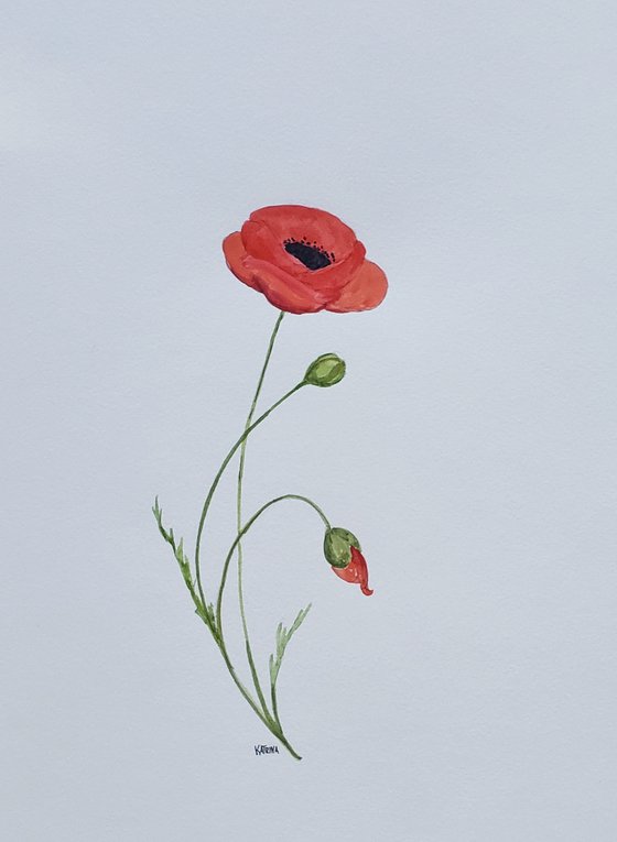 "Search for Peace" - Flower - Poppy