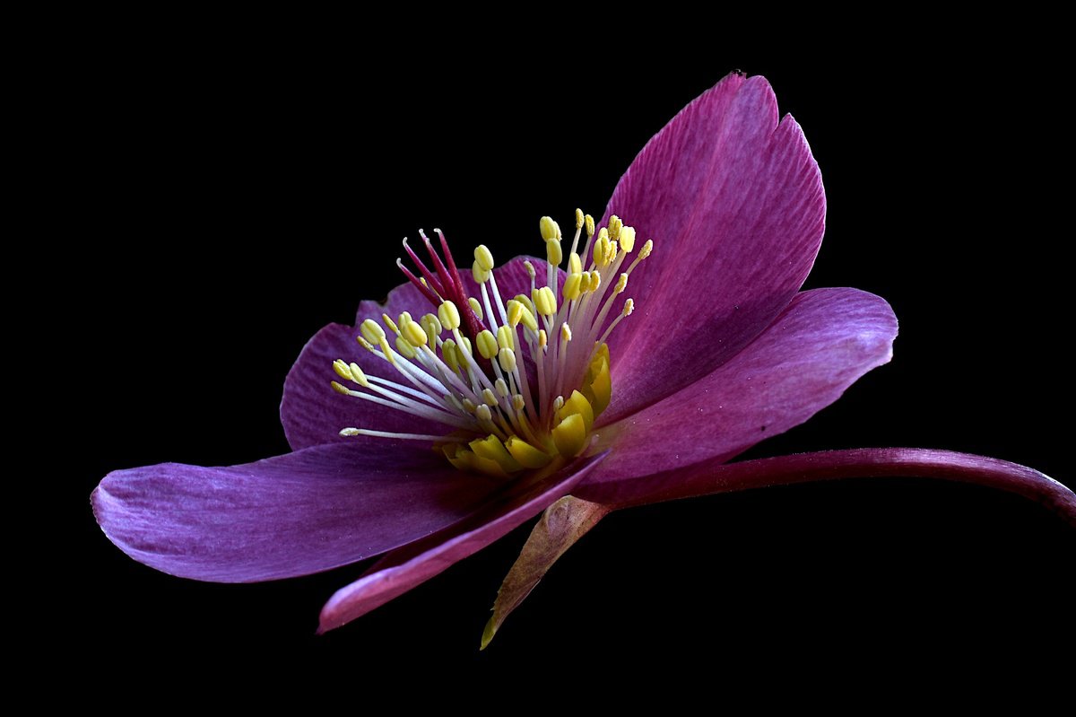 Botanical Photograph By Nadia Culph, 24 X 16", Hellebore Early Red, Original Artwork