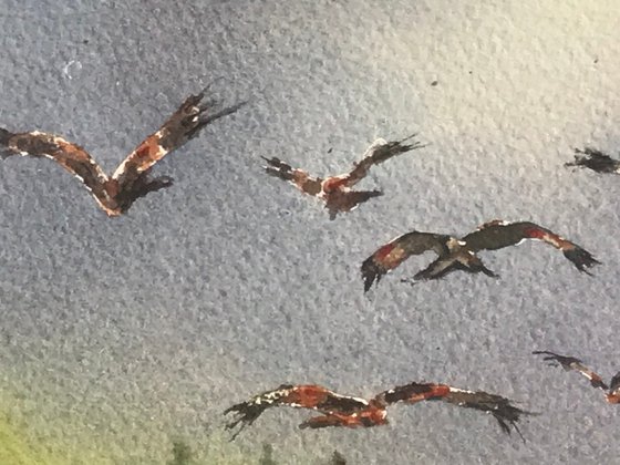 Red Kites over Forestry