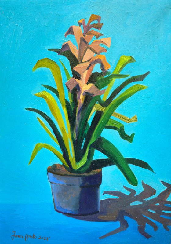 Bromeliad Plant