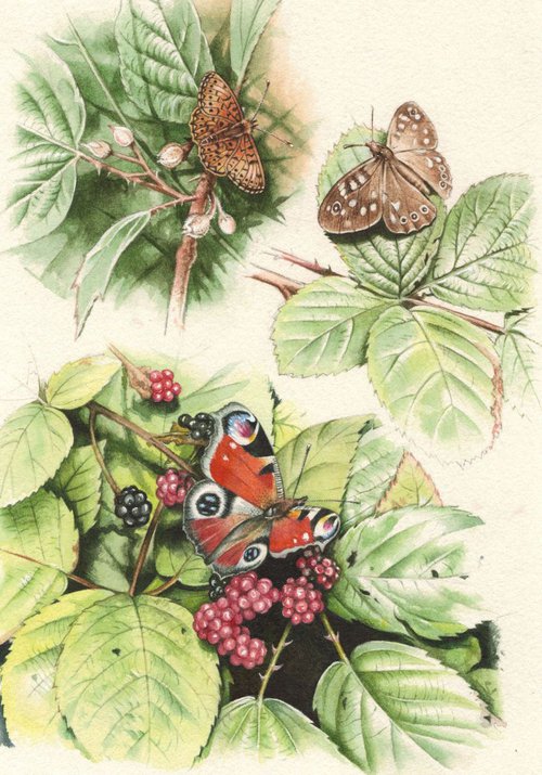 British butterflies by mark gregory