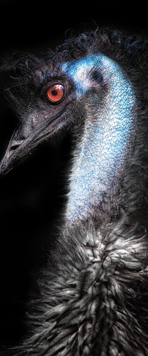 Emu red eye by Paul Nash