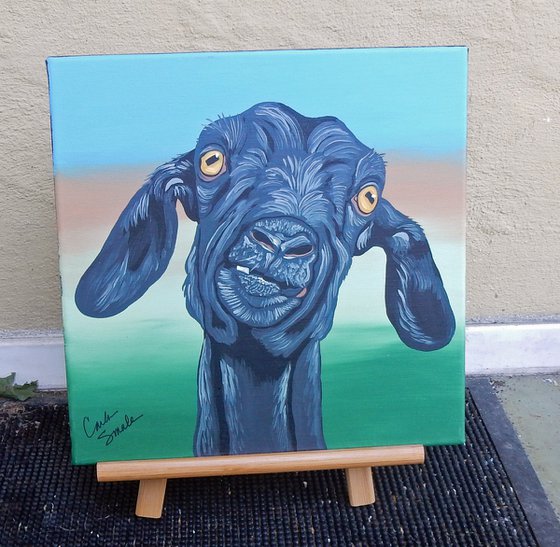 Black Goat Farmyard Pet