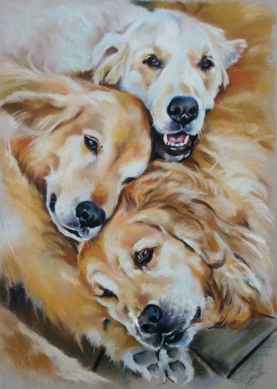 Golden retriever dogs