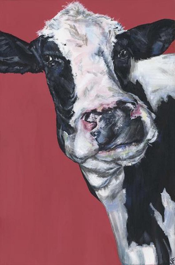 'Nosy Cow'