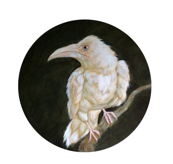 Bird portrait of white crow on a round canvas - Gift idea for bird lover