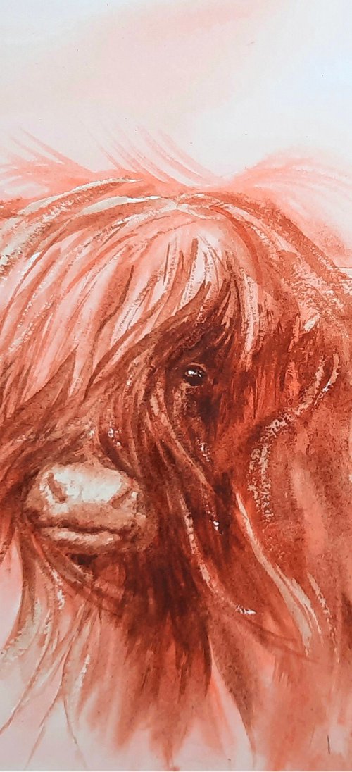 Shaggy Scot by Alison Fennell