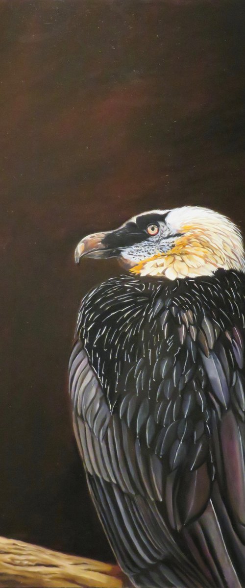 Bearded vulture by Anne Zamo