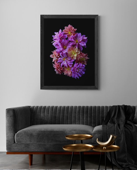 Pink and Peach Dahlias