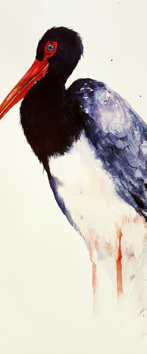 Black Top Stork by Arti Chauhan