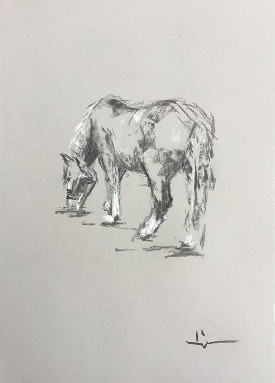 Horse Study 4