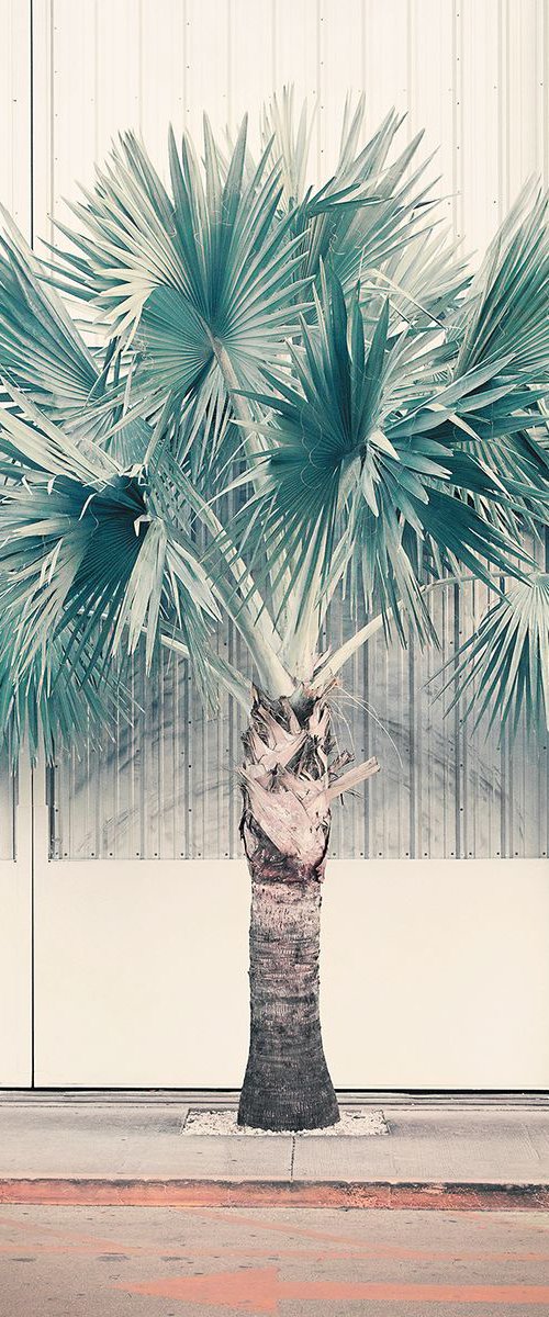 Palm Park by Nadia Attura