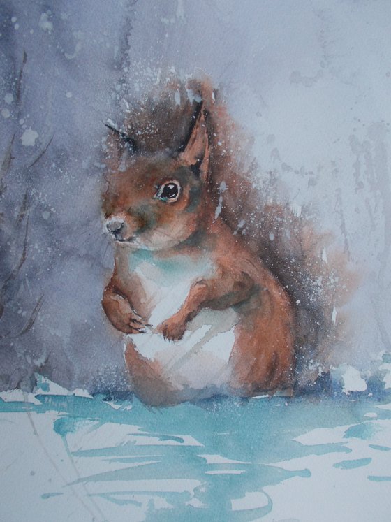 red squirrel