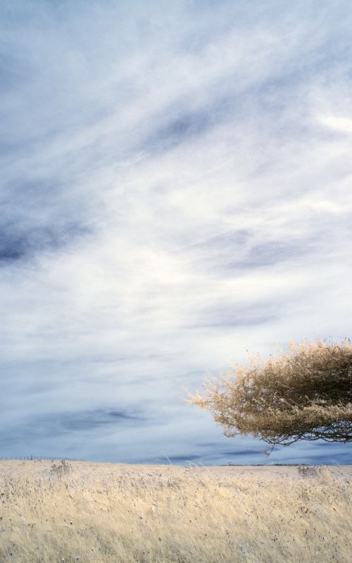 Bent tree, Cuckmere Haven. by Ed Watts