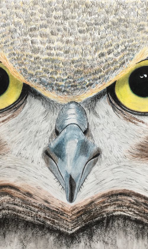 Large Owl Drawing (85x59cm) by Ruth Searle