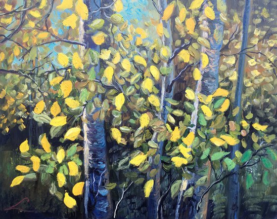 Forest scene