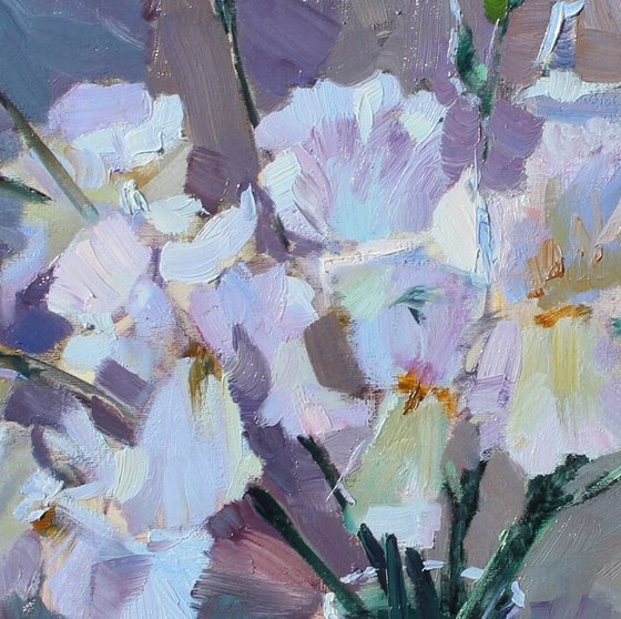 Beautiful iris butterflies.