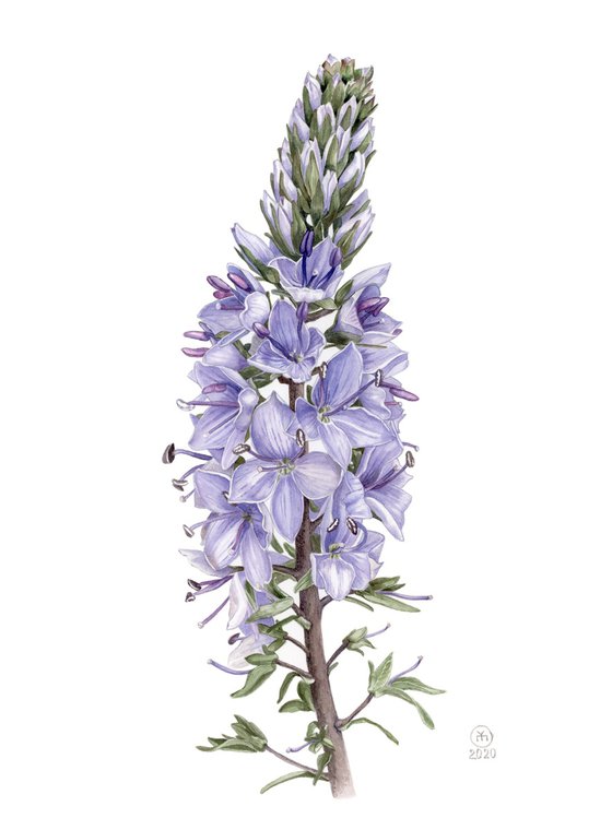 Veronica spicata