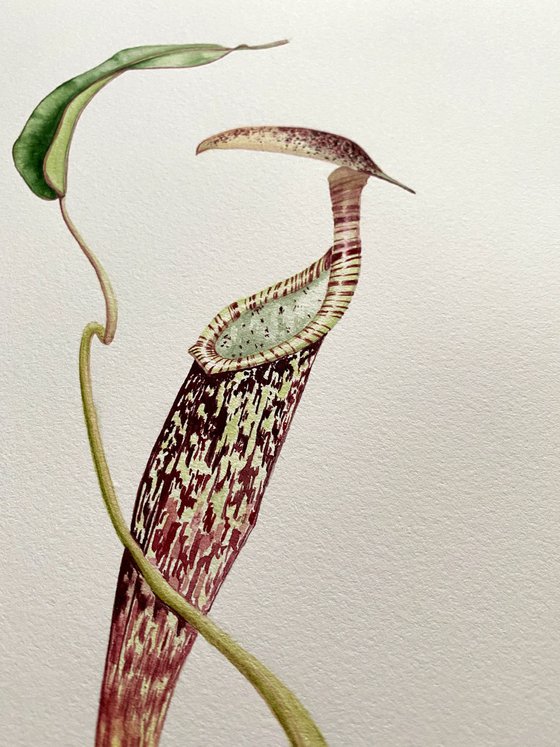 Nepenthes