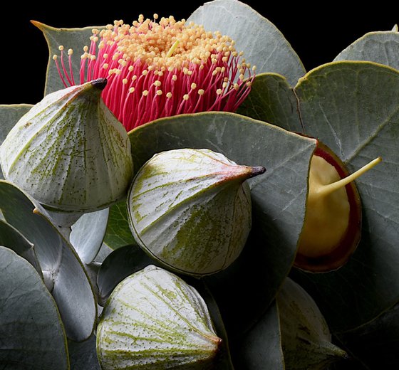 Eucalyptus Rhodantha