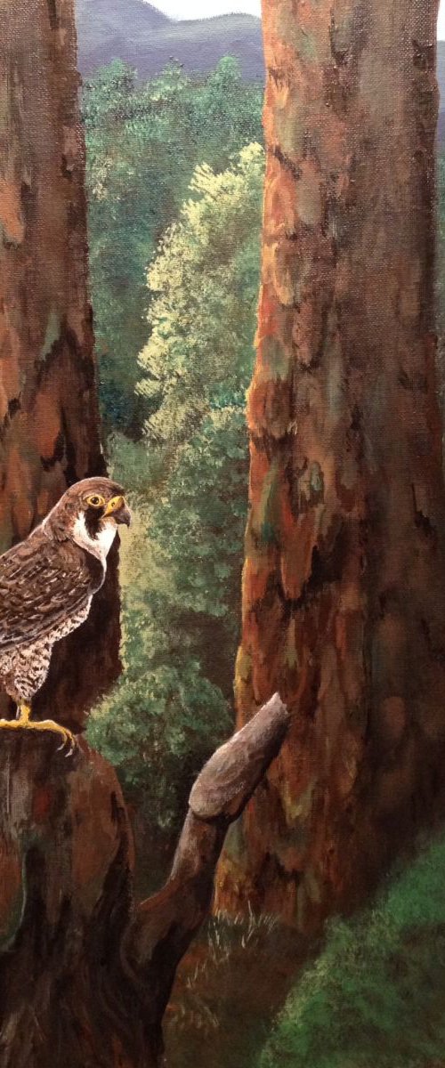 Peregrine Falcon Among the Pines by Donna Daniels