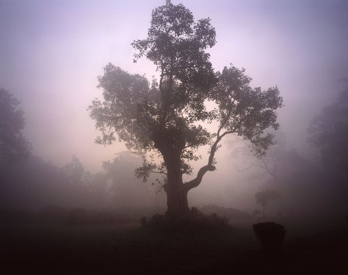 Tree in fog by James Gritz