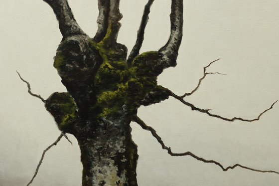 Trees. A Triptych