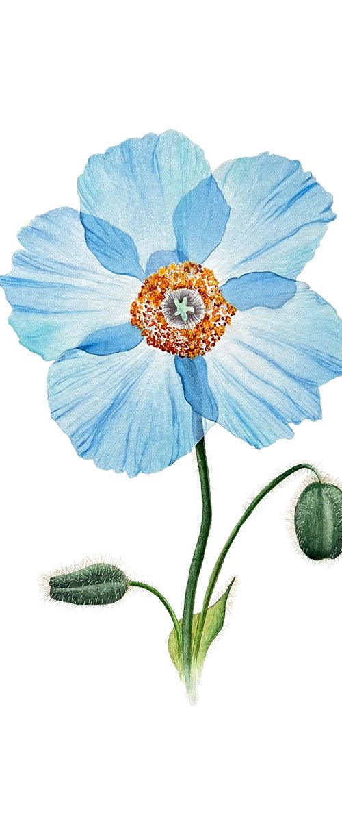 Tender blue alpine poppy by Tetiana Kovalova