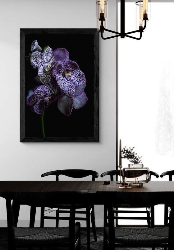 Midnight Black Vanda Orchids