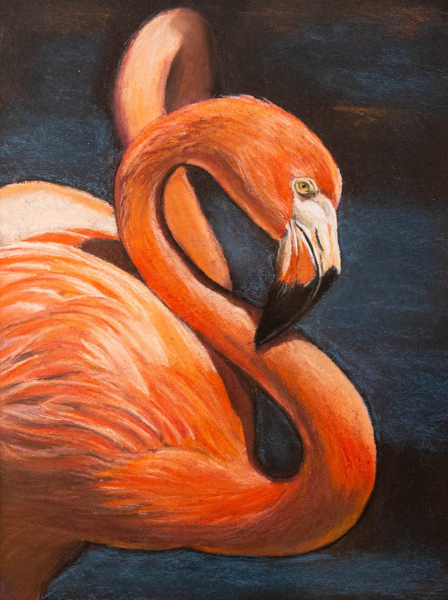 Flamingo portrait by Catherine Varadi
