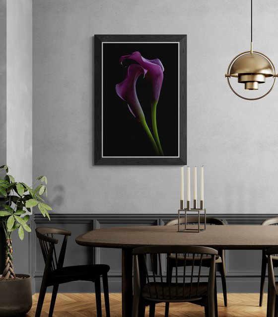 Grape Velvet Calla Lilies