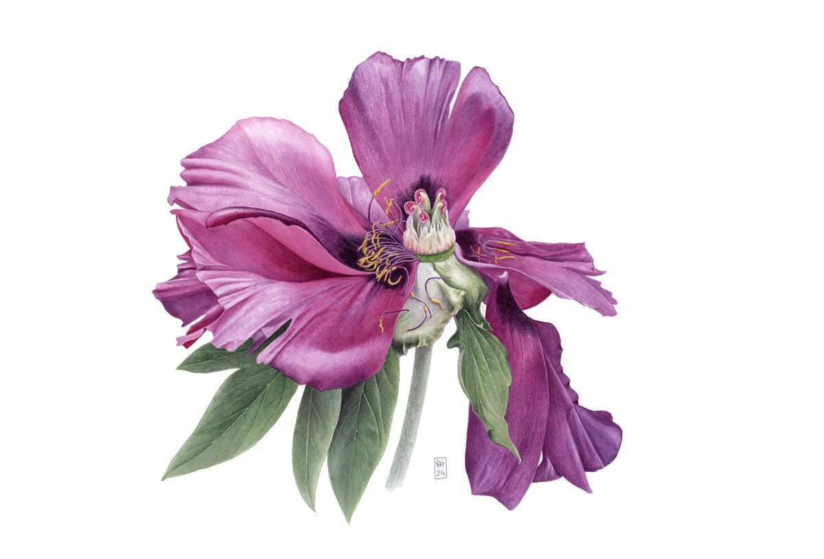 Photorealistic Botanical Watercolour By Yuliia Moiseieva, 22 X 15", Losing Petals, Original Artwork