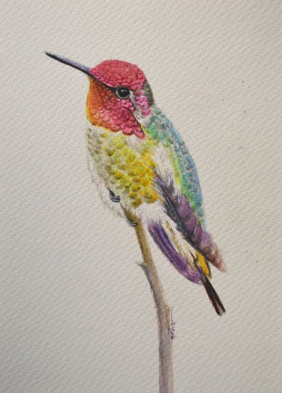 Anna's Hummingbird