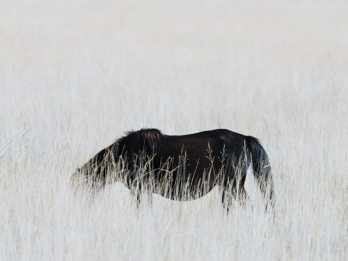 Photorealistic Photograph , The Wild
