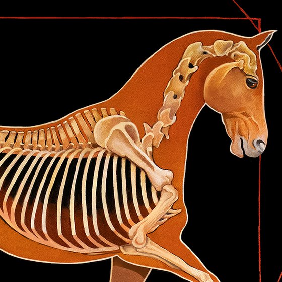 DaVinci Horse: The Piaffe Revealed