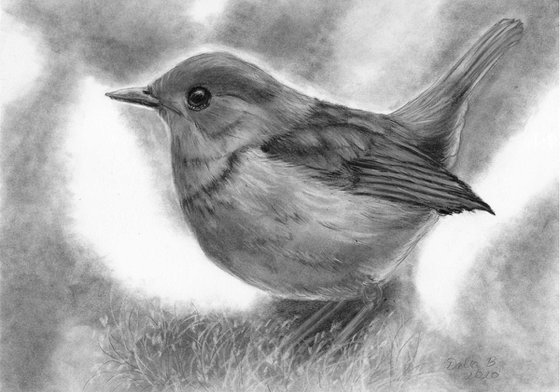 Small robin