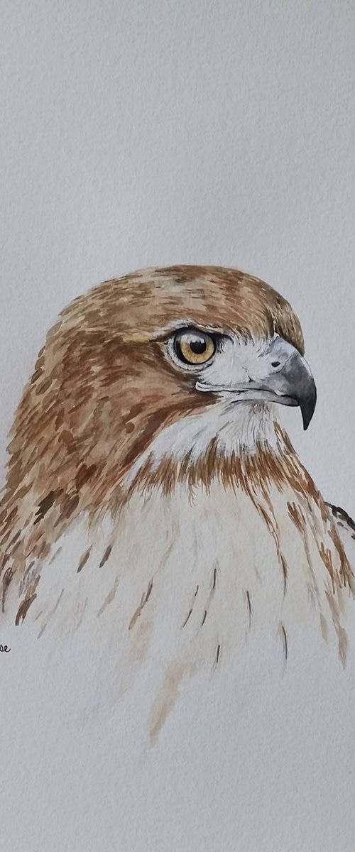 Eye of Vigilance by Katrina Case