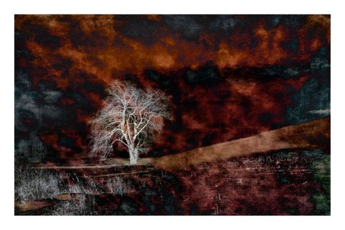 Ghost Tree - 24 x 16" -  After Series by Brooke T Ryan