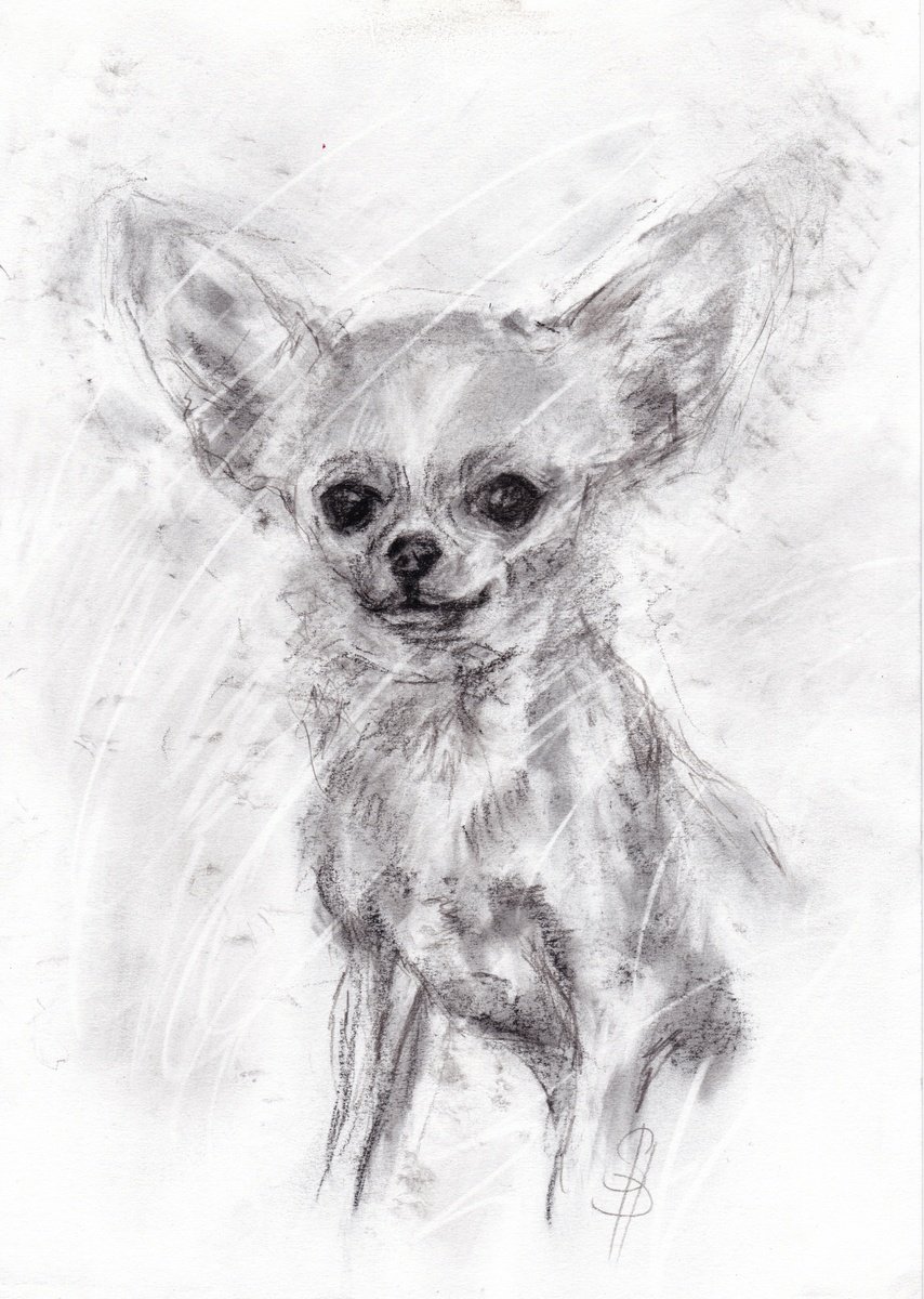 Expressive Animal Charcoal Drawing By Sbboursot, 8 X 12", Chihuahua, Original Artwork