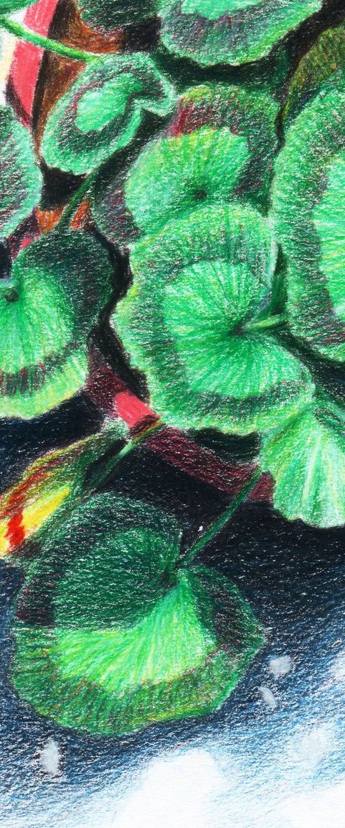NO.147, Geranium in the Sun by sedigheh zoghi