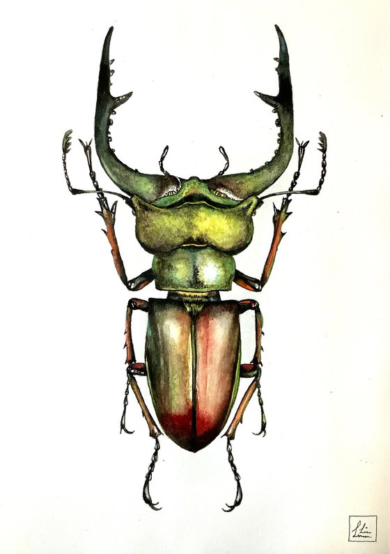 Green Beetle