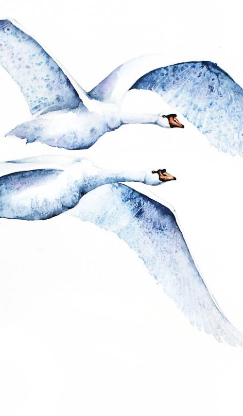 Mute Swans, Swan, wildlife, birds and nature watercolour by Karolina Kijak