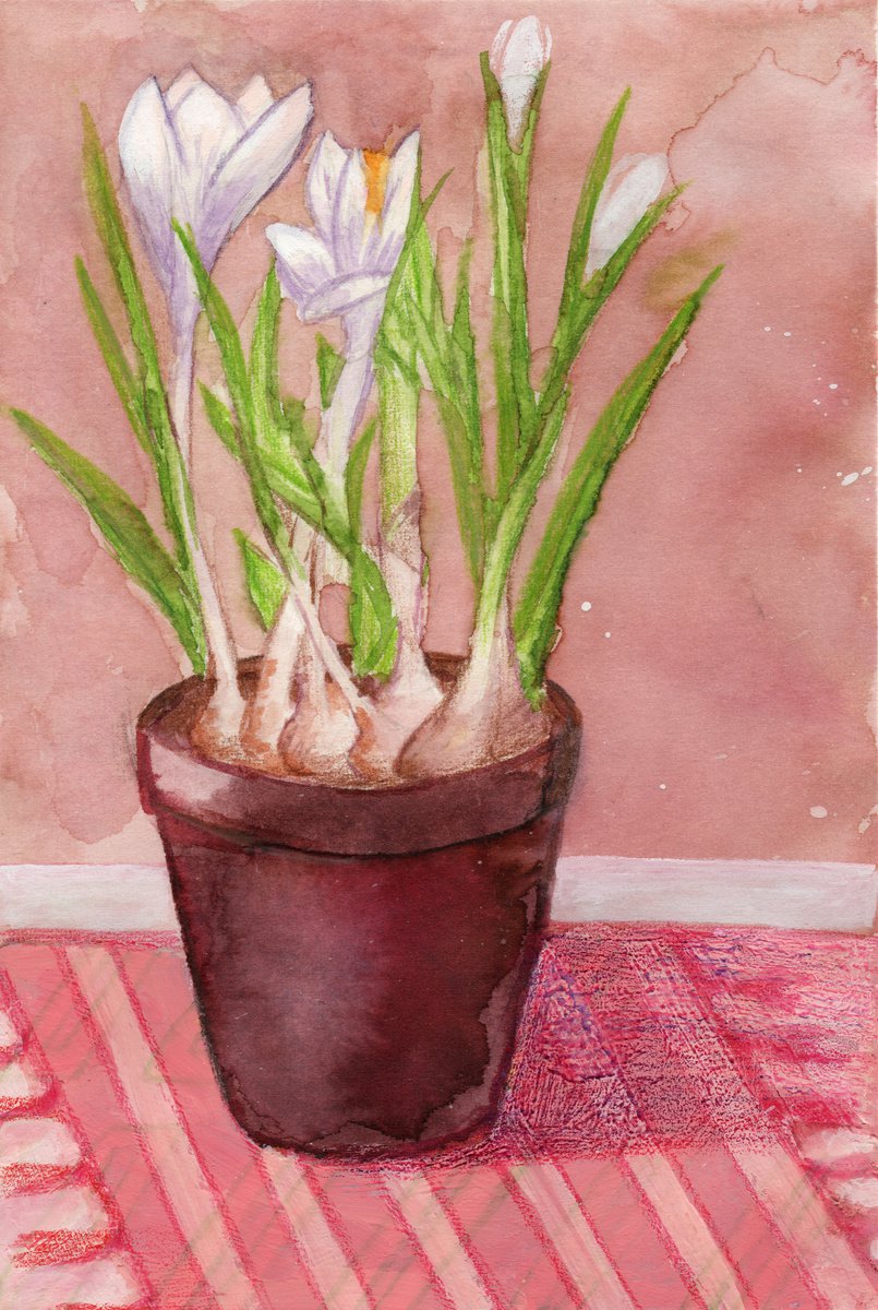 Crocus I by Mia