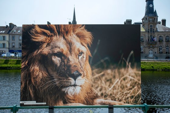 Le lion