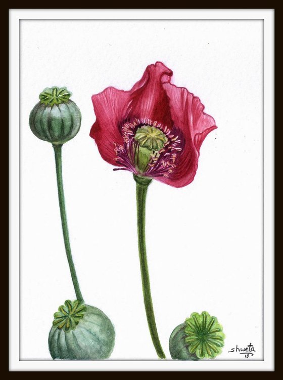 Red Poppy Watercolour Painting
