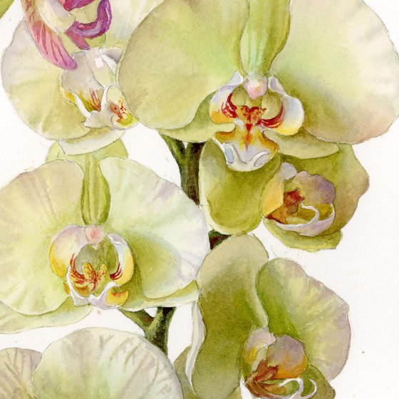 Two Orchid Blooms