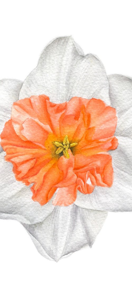 Narcissus Precocious Coral Watercolor by Alona Hrinchuk