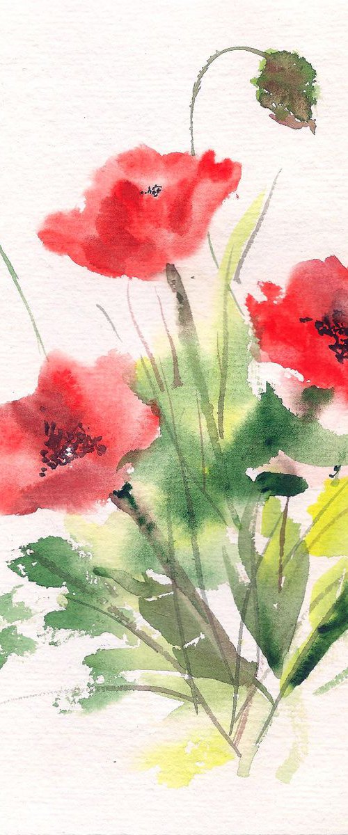 Red Poppies by Asha Shenoy